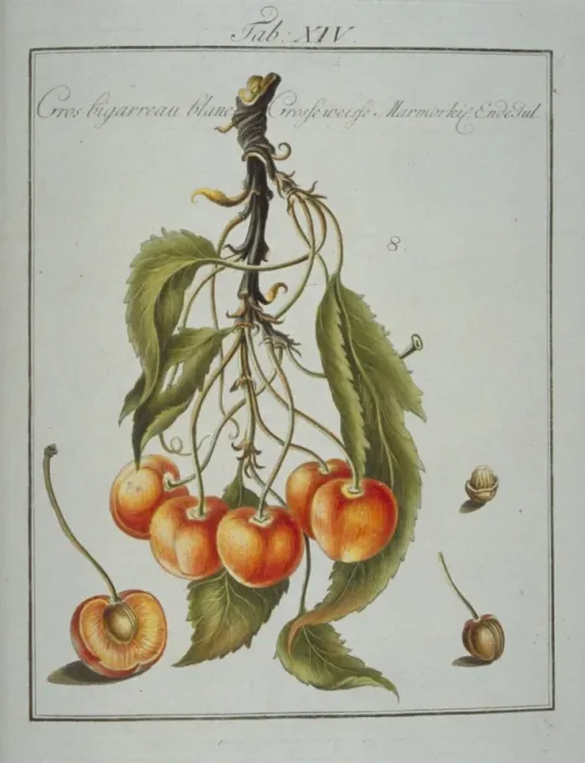 Framed Print : Prunus sp. large whiteheart cherry Framed Print : Prunus sp. large whiteheart cherry