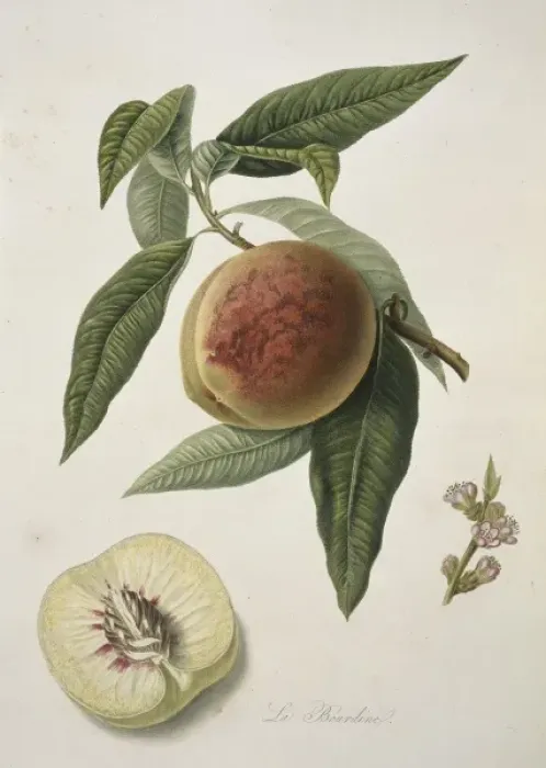 Framed Print : Prunus sp. peach (Bourdine Peach) Framed Print : Prunus sp. peach (Bourdine Peach)