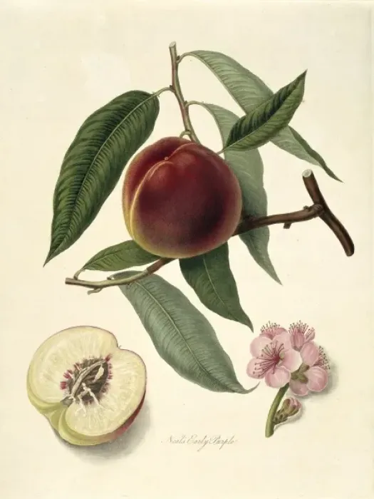 Framed Print : Prunus sp. peach (Neals Early Purple Peach) Framed Print : Prunus sp. peach (Neals Early Purple Peach)