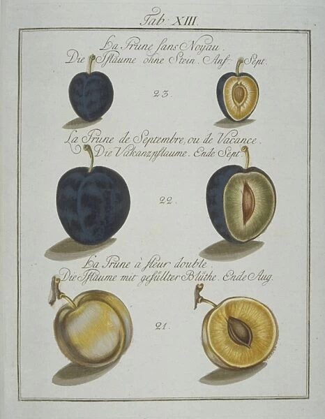 Prunus sp., plum. Plate 13 from Pomona Franconica, Vol 3 