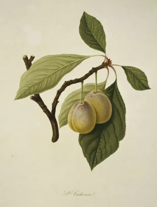 Framed Print : Prunus sp. plum (Catherine Plum) Framed Print : Prunus sp. plum (Catherine Plum)
