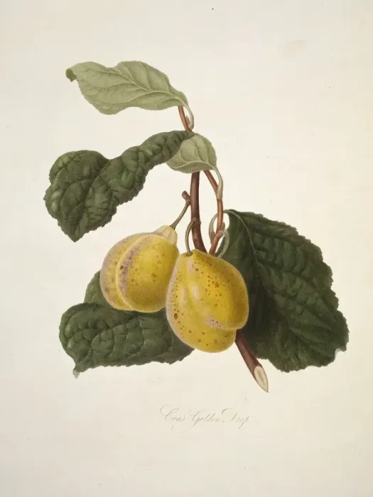 Framed Print : Prunus sp. plum (Coes Golden Drop Plum) Framed Print : Prunus sp. plum (Coes Golden Drop Plum)