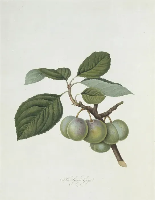 Framed Print : Prunus sp. plum (The Green Gage Plum) Framed Print : Prunus sp. plum (The Green Gage Plum)