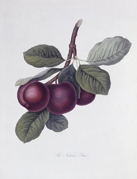 Prunus sp. plum (The Nectarine Plum)