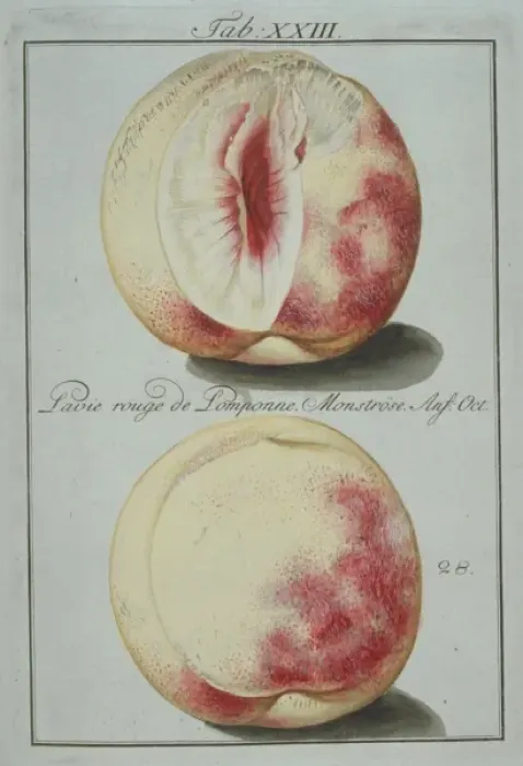 Framed Print : Prunus sp. red pompon clingstone peach Framed Print : Prunus sp. red pompon clingstone peach