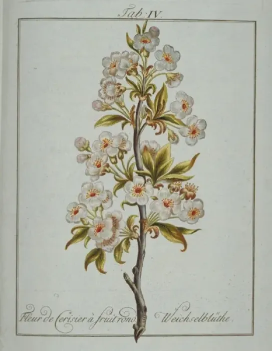 Framed Print : Prunus sp. round fruited cherry Framed Print : Prunus sp. round fruited cherry