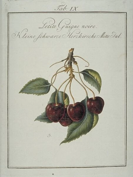 Prunus sp. small blackheart cherry