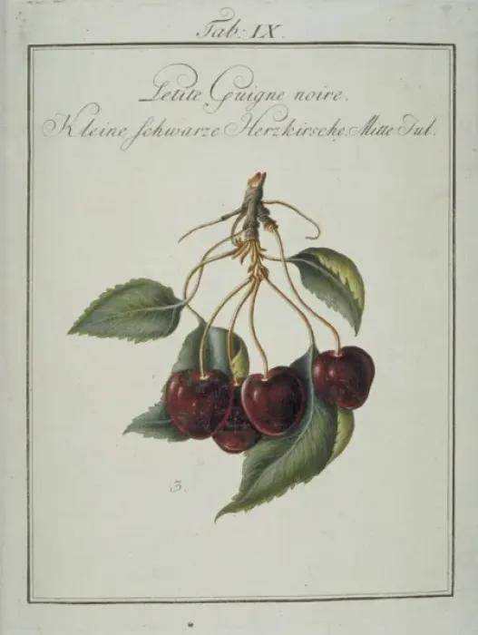 Framed Print : Prunus sp. small blackheart cherry Framed Print : Prunus sp. small blackheart cherry