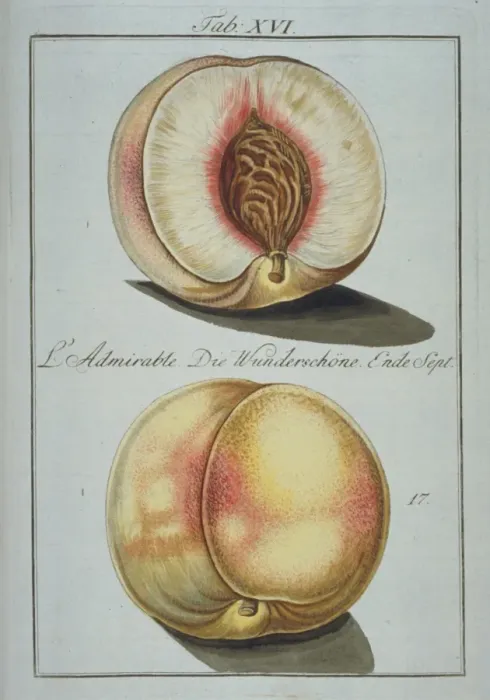 Framed Print : Prunus sp. wonder peach Framed Print : Prunus sp. wonder peach