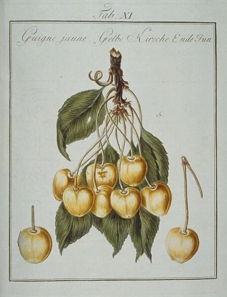 Prunus sp. yellowheart cherry