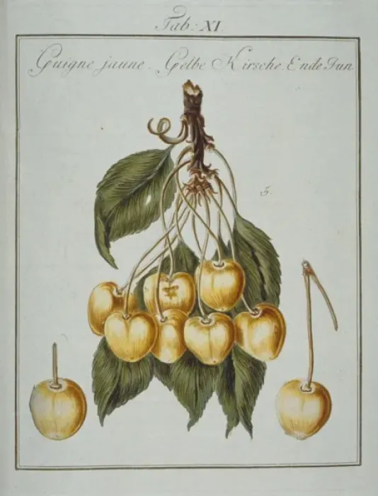 Framed Print : Prunus sp. yellowheart cherry Framed Print : Prunus sp. yellowheart cherry