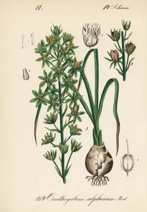 Framed Print : Prussian asparagus or wild asparagus, Ornithogalum Framed Print : Prussian asparagus or wild asparagus, Ornithogalum