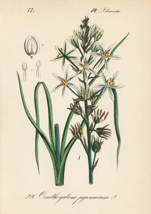 Framed Print : Prussian asparagus or wild asparagus, Ornithogalum Framed Print : Prussian asparagus or wild asparagus, Ornithogalum
