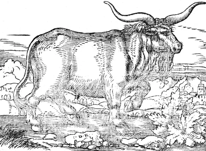Framed Print : A prussian wild bull Framed Print : A prussian wild bull