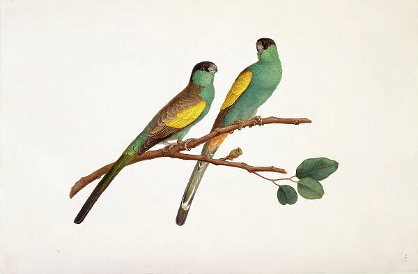 Psephotus dissimilis, hooded parrot