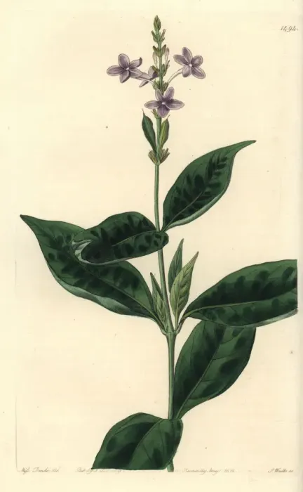 Framed Print : Pseuderanthemum faecundum Framed Print : Pseuderanthemum faecundum