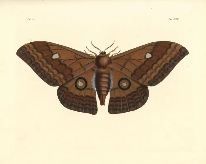 Framed Print : Pseudobunaea alinda moth Framed Print : Pseudobunaea alinda moth