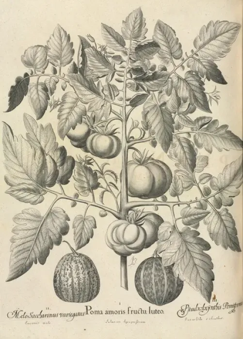 Framed Print : Pseudocolocynthis pomiformis by Basil Besler Framed Print : Pseudocolocynthis pomiformis by Basil Besler