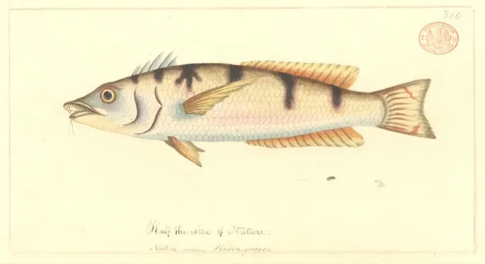 Framed Print : Pseudolabrus sp. wrasse Framed Print : Pseudolabrus sp. wrasse