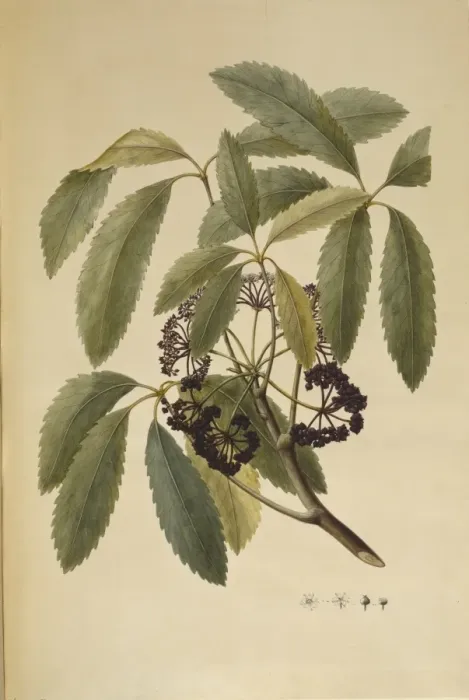Framed Print : Pseudopanax arboreus, five finger Framed Print : Pseudopanax arboreus, five finger