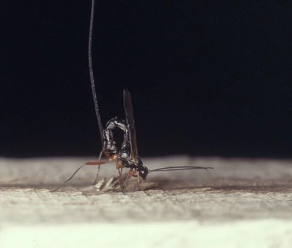 Pseudorhyssa sp. ichneumon fly female