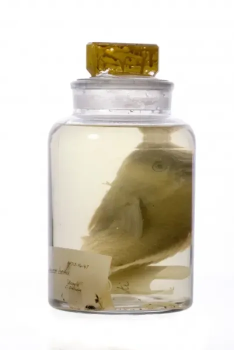 Framed Print : Pseudoscarus lepidus, parrot fish