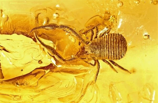 Pseudoscorpion in Baltic amber