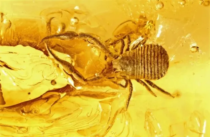 Framed Print : Pseudoscorpion in Baltic amber Framed Print : Pseudoscorpion in Baltic amber