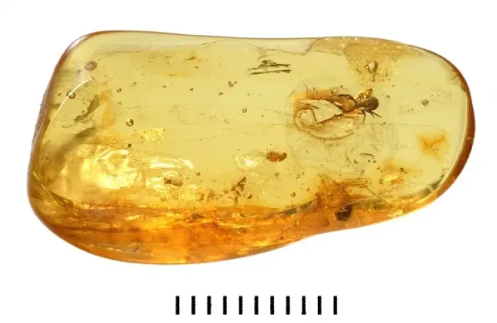 Framed Print : Pseudoscorpion in Baltic amber Framed Print : Pseudoscorpion in Baltic amber