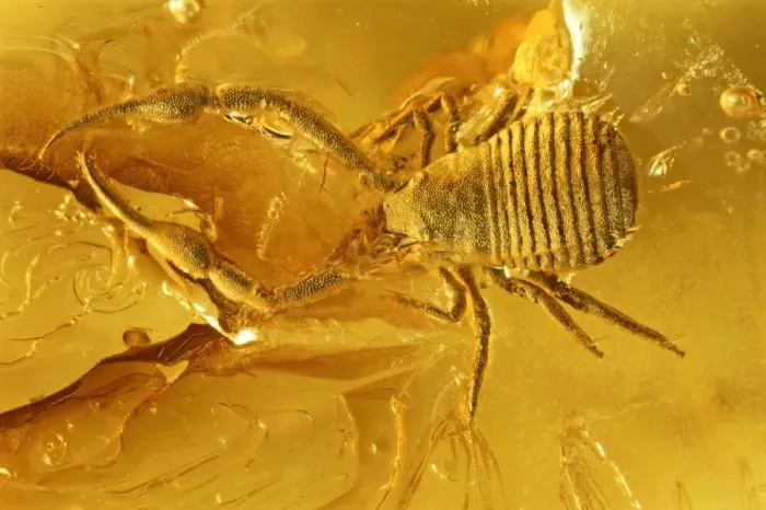 Framed Print : Pseudoscorpion in Baltic amber Framed Print : Pseudoscorpion in Baltic amber
