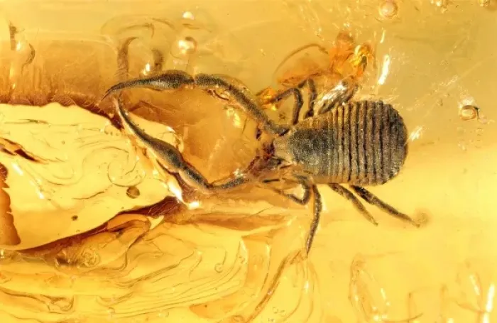 Framed Print : Pseudoscorpion in Baltic amber Framed Print : Pseudoscorpion in Baltic amber