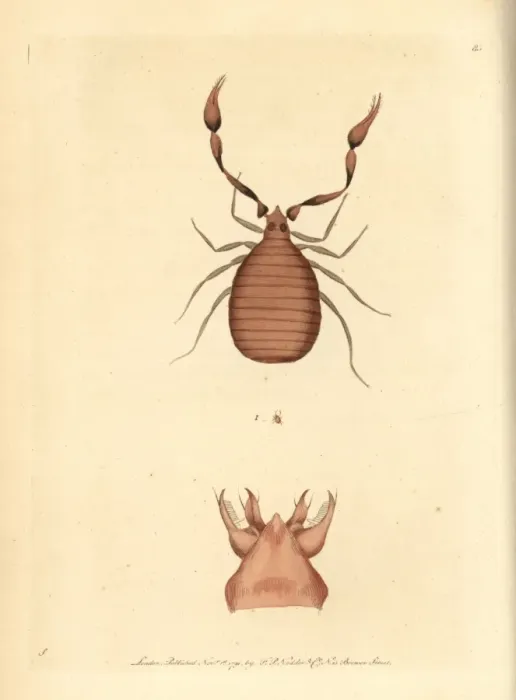 Framed Print : Pseudoscorpion, Chelifer cancroides Framed Print : Pseudoscorpion, Chelifer cancroides
