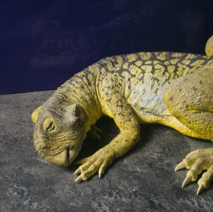 Framed Print : Psittacosaurus Framed Print : Psittacosaurus