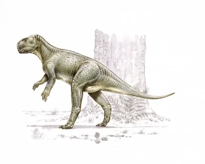 Framed Print : Psittacosaurus Framed Print : Psittacosaurus