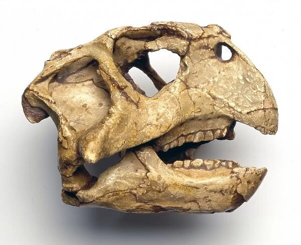 Psittacosaurus skull