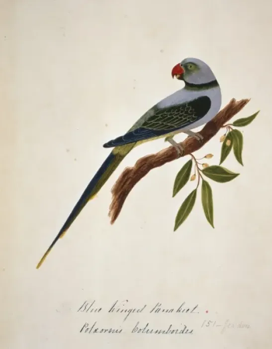 Framed Print : Psittacula columboides, Malabar parakeet Framed Print : Psittacula columboides, Malabar parakeet