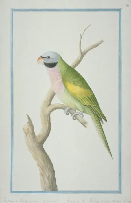 Framed Print : Psittacula derbiana, Lord Derbys parakeet Framed Print : Psittacula derbiana, Lord Derbys parakeet