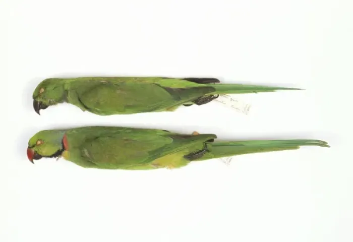 Framed Print : Psittacula eques, echo parakeet Framed Print : Psittacula eques, echo parakeet