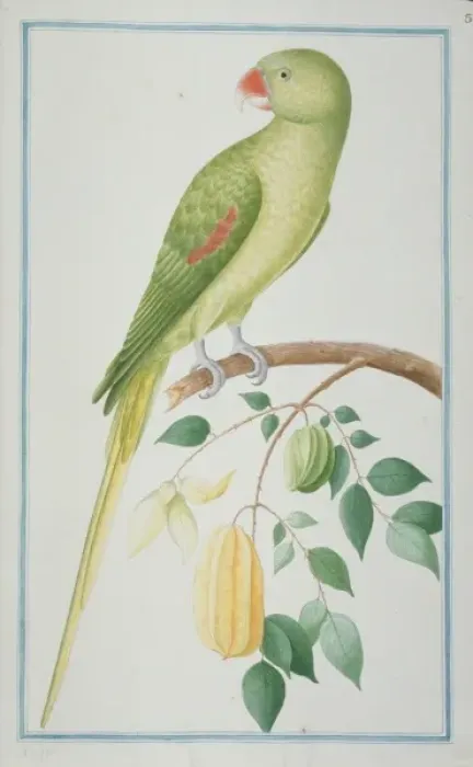 Framed Print : Psittacula eupatria, Alexandrine parakeet Framed Print : Psittacula eupatria, Alexandrine parakeet