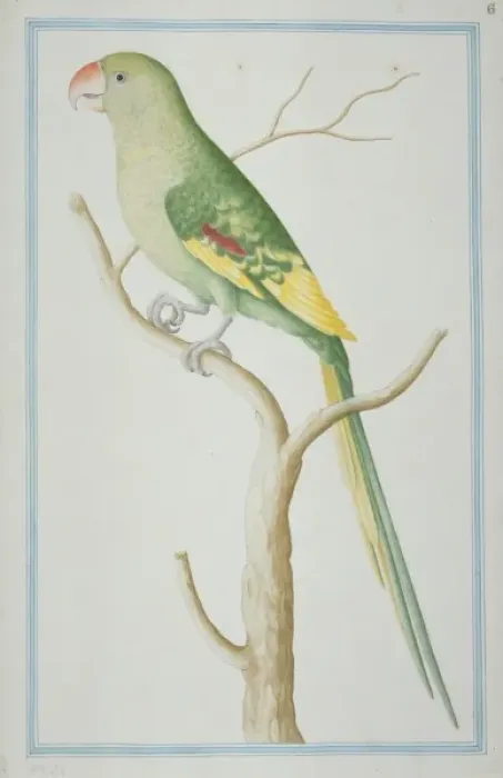 Framed Print : Psittacula eupatria, Alexandrine parakeet Framed Print : Psittacula eupatria, Alexandrine parakeet