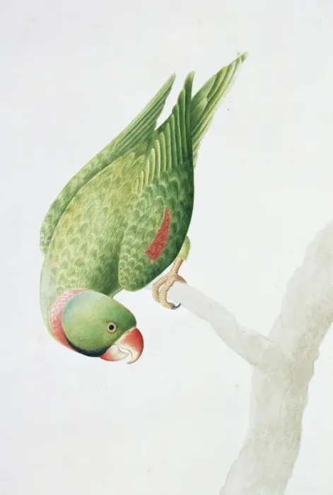 Framed Print : Psittacula eupatria, Alexandrine parakeet Framed Print : Psittacula eupatria, Alexandrine parakeet