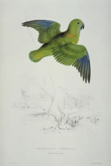 Framed Print : Psittacula kramei, rose-ringed parakeet Framed Print : Psittacula kramei, rose-ringed parakeet