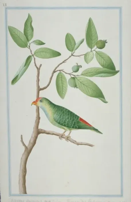Framed Print : Psittaculirostris sp. fig parrot Framed Print : Psittaculirostris sp. fig parrot