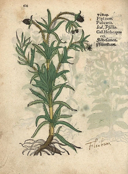 Psyllium, Plantago psyllium