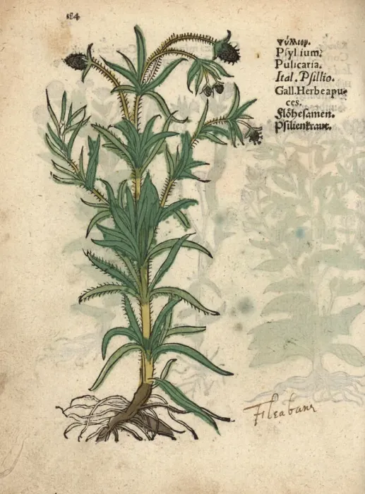Framed Print : Psyllium, Plantago psyllium Framed Print : Psyllium, Plantago psyllium