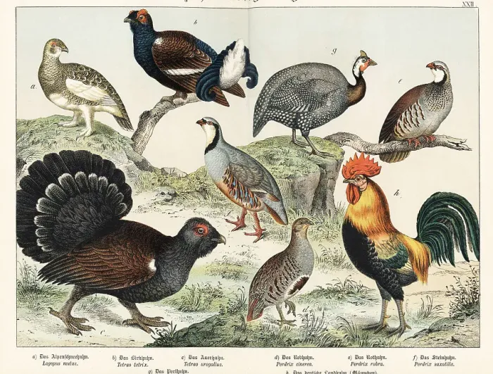 Framed Print : Ptarmigan, grouse, partridges, etc Framed Print : Ptarmigan, grouse, partridges, etc