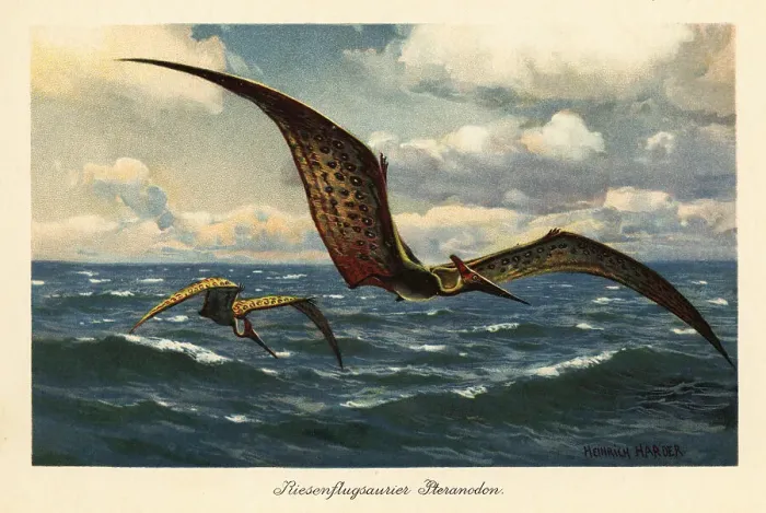 Framed Print : Pteranodon longiceps flying over the sea Framed Print : Pteranodon longiceps flying over the sea