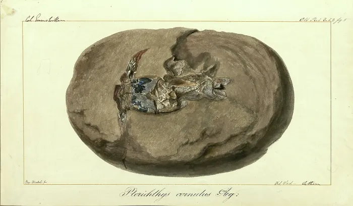 Framed Print : Pterichthys cornutus Agassiz Framed Print : Pterichthys cornutus Agassiz