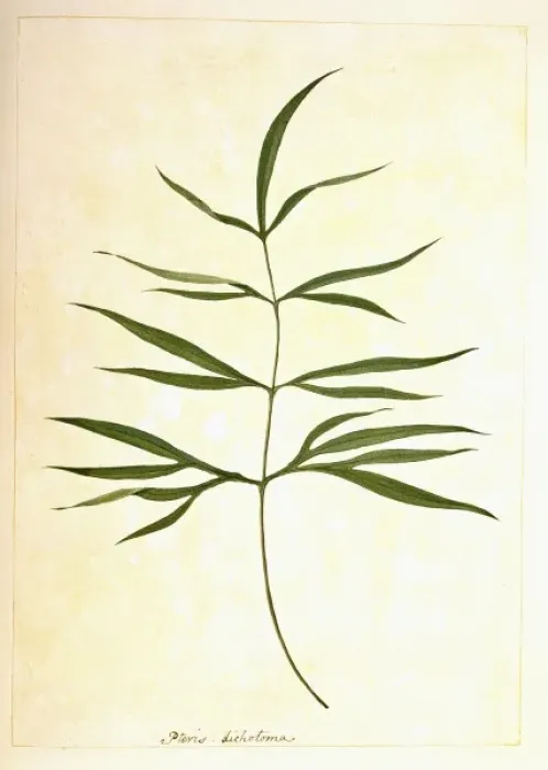 Framed Print : Pteris denticulata, brake fern Framed Print : Pteris denticulata, brake fern