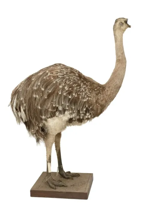 Framed Print : Pterocnemia pennata pennata, rhea Framed Print : Pterocnemia pennata pennata, rhea